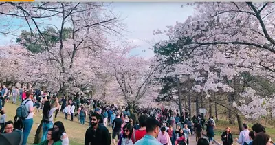 a crowd of people walking in a park with cherry trees at Entire Queen Loft in Toronto