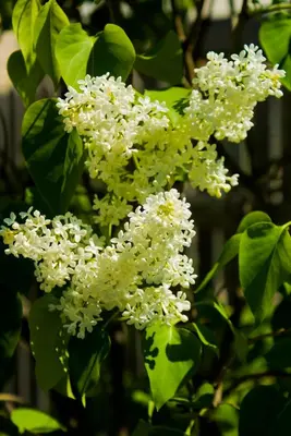 a flowering tree with white flowers and green leaves at Sapience Retreat & Apothecary in Niagara on the Lake