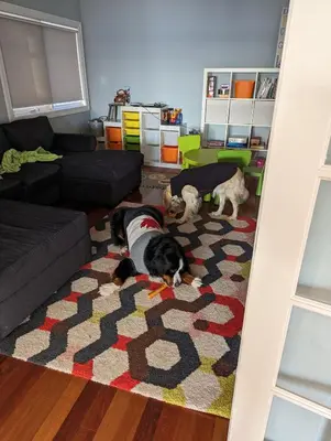 two dogs laying on a rug in a living room at Family Lakeside Oasis in Innisfil