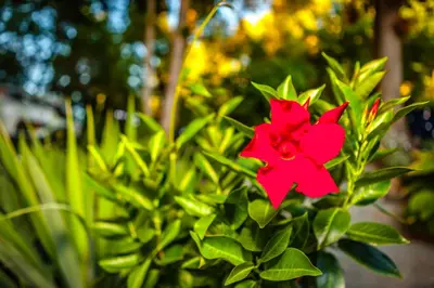 a red flower on a bush with green leaves at Nature Oasis Mar Suite in Dundas