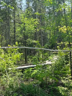 a wooden bridge in the middle of a forest at Stunning Stayz Luxury 2 King Suite at Friday Harbour Resort Marina Walk & Parking in Innisfil